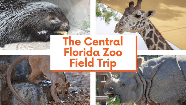 The Central Florida Zoo: Top Tips For Your Homeschool Field Trip