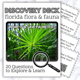 Florida Flora & Fauna Discovery Deck