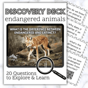 Endangered Animals Discovery Deck