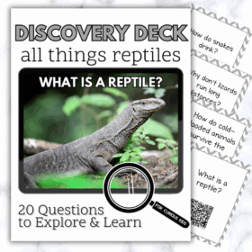 All Things Reptiles Discovery Deck
