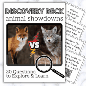 Animal Showdown Discovery Deck