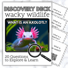 Wacky Wildlife Discovery Deck