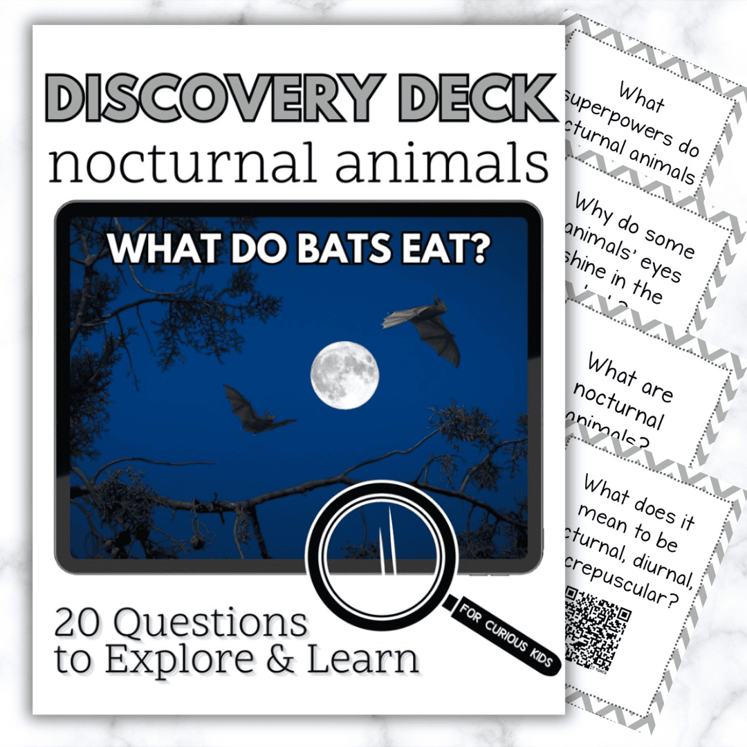 Nocturnal Animals Discovery Deck