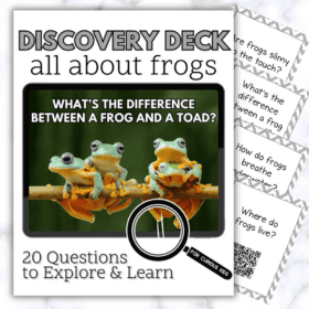 All About Frogs Discovery Deck