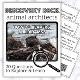 Animal Architects Discovery Deck