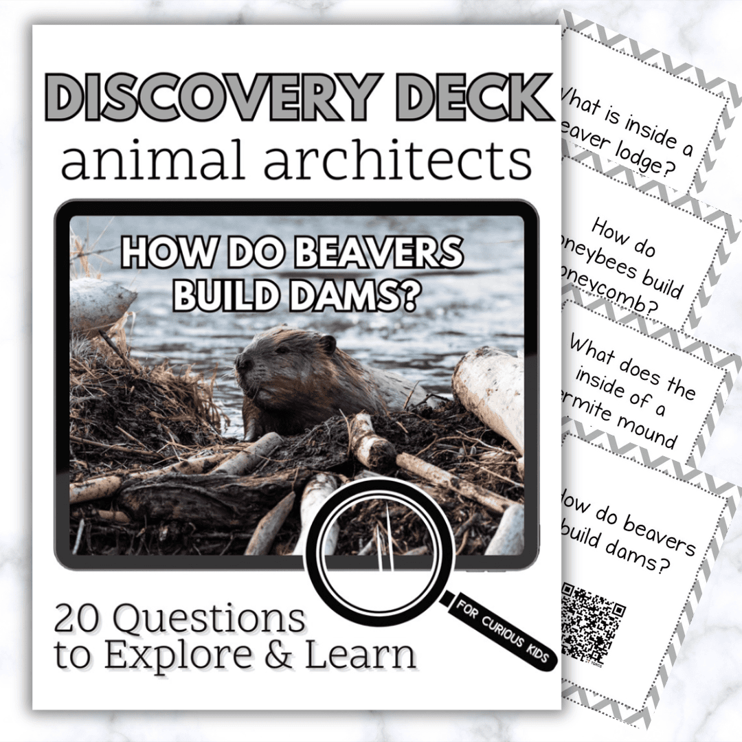 Animal Architects Discovery Deck